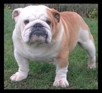 English bulldog, Lynmans Lasting Peace