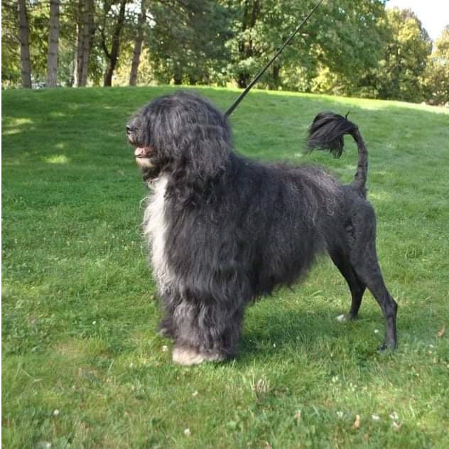 chien d’eau portugais : portagalo