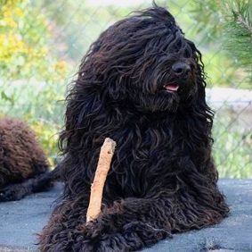 portuguese water dog