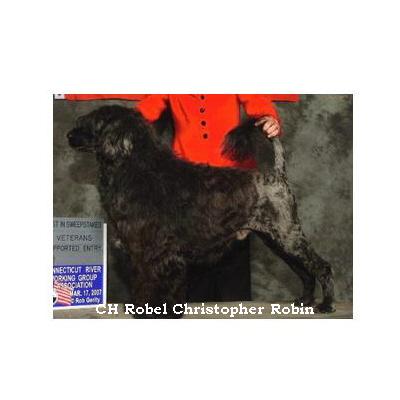 portuguese water dog : CH Robel Christopher Robin