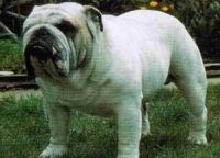 bulldog Ch. Roscoe's White Lighting