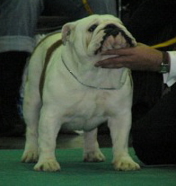 English bulldog : CH The Undertaker For Simplydoor