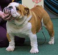 English bulldog, CH Iceglint I'm Spike