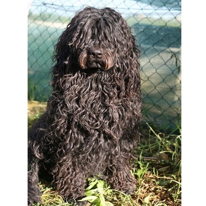 chien d’eau portugais : Summer da pedra da anixa