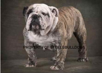 bulldog Lepanto Lady Supreme