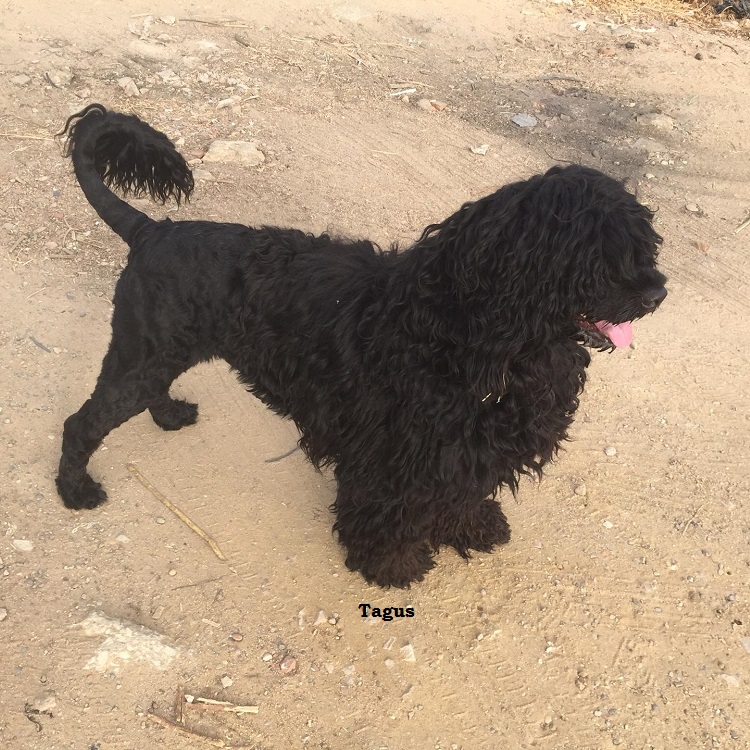 chien d’eau portugais : Jarod Da Estrela Do Mar
