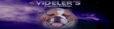 vedelers-engelske-bulldogs-Denmark-Danemark