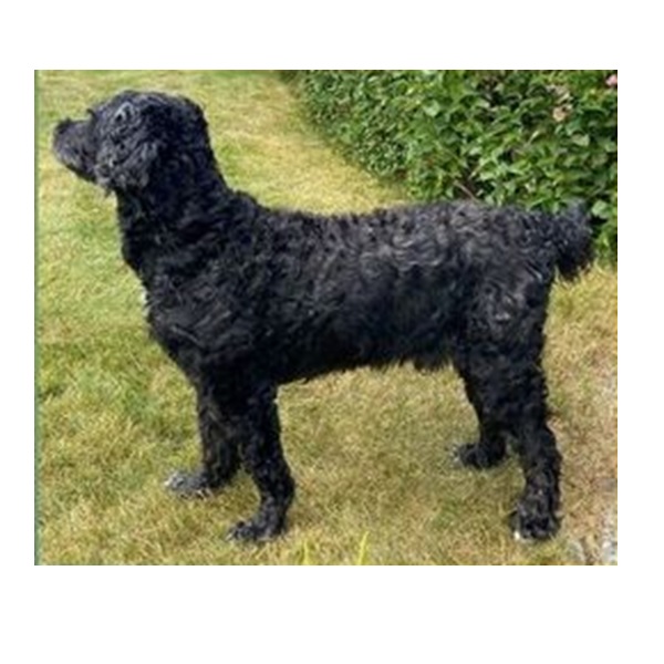 chien d’eau portugais : Watercoat Fancy Me