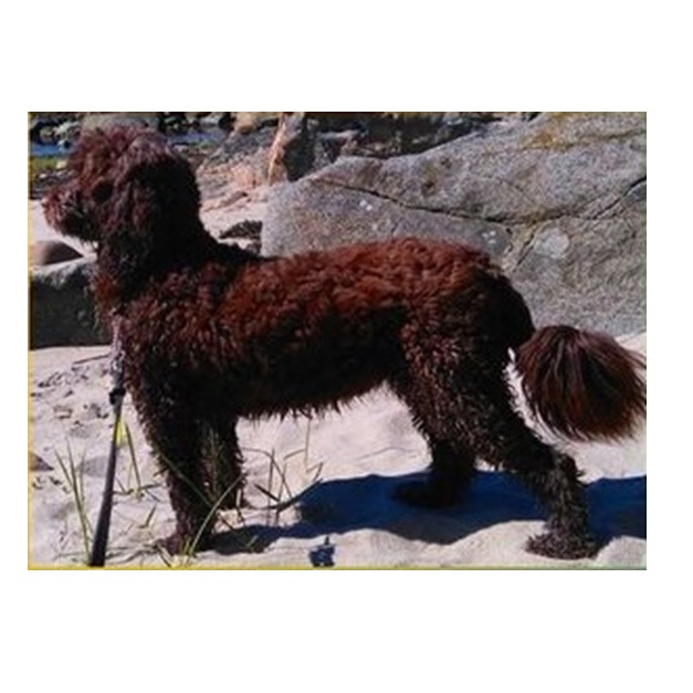 chien d’eau portugais : Watercoat Holly Of Vilhelmsro