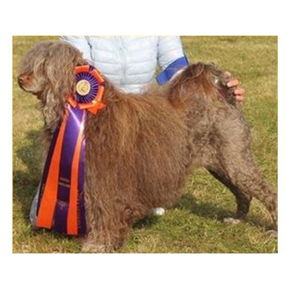 chien d’eau portugais : CH Watercoat My Miriam