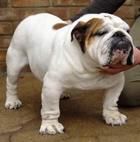 English bulldog, Wyebuleigh Third Domain from Ivabully