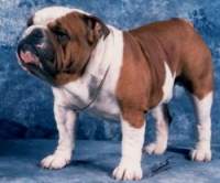 English bulldog, Xenbull van Ammbern