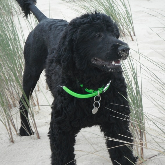 portuguese water dog at stud